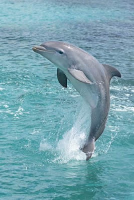 Avistamientos de Delfines Puerto Vallarta